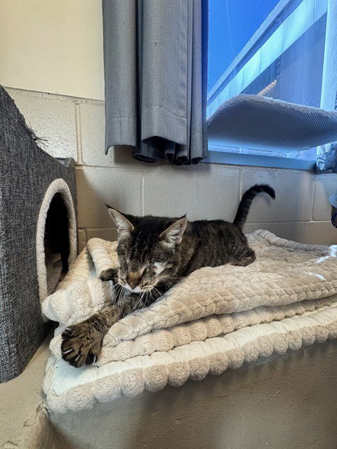 EISENHAUER - Domestic Short Hair available for adoption