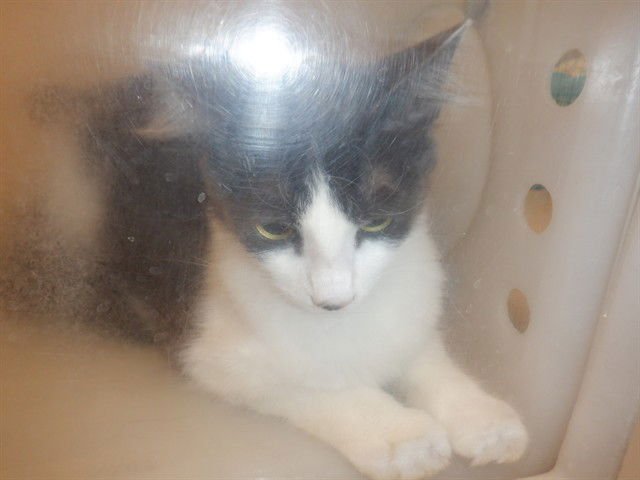 EDEN - Domestic Short Hair available for adoption