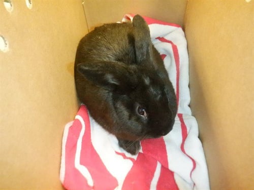 PEPPERCORN - Shorthaired Rabbit available for adoption