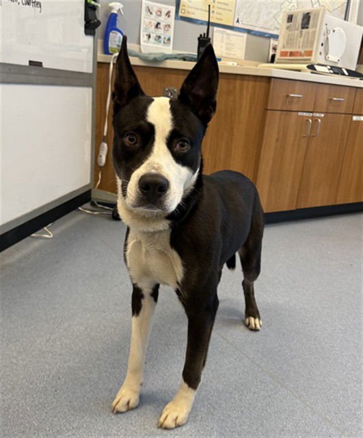 BW - Siberian Husky / Pit Bull Terrier available for adoption