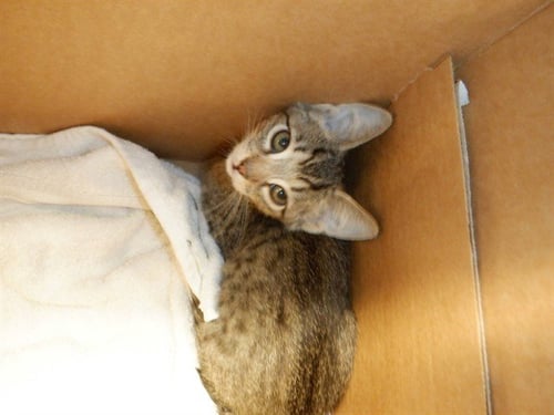 MAUVE - Domestic Short Hair available for adoption