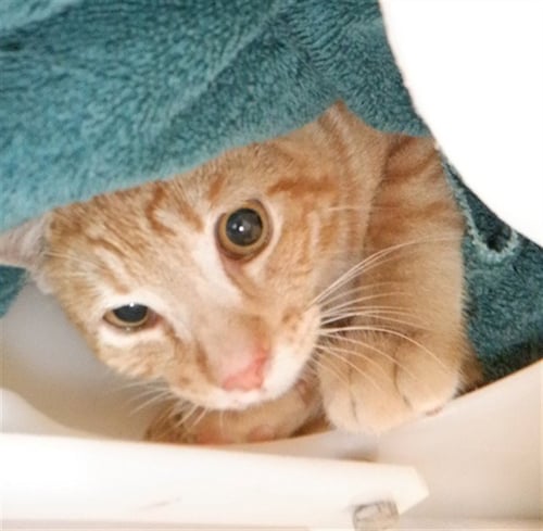 A1412927 - Domestic Short Hair available for adoption