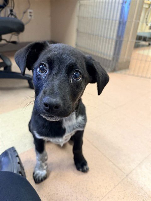 VELVET - Border Collie / Labrador Retriever available for adoption
