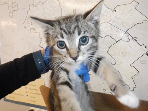 TINSEL - Domestic Short Hair available for adoption