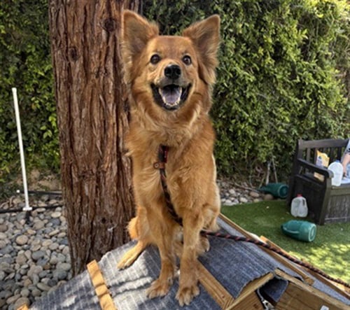 MILO - Chow Chow available for adoption