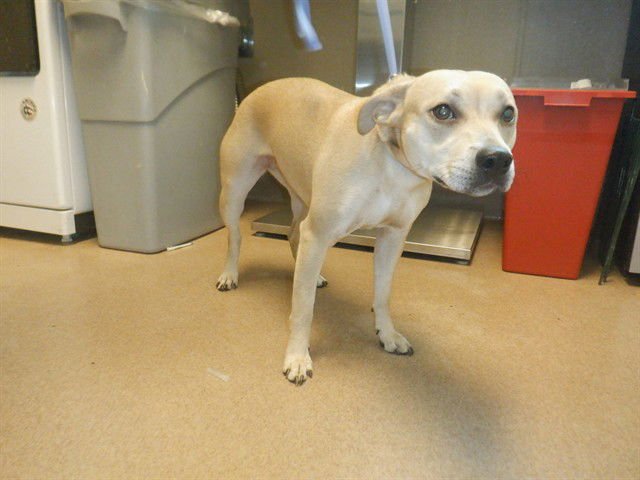 SANDY - Chihuahua available for adoption