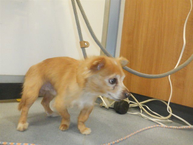 BUZZ - Chihuahua available for adoption