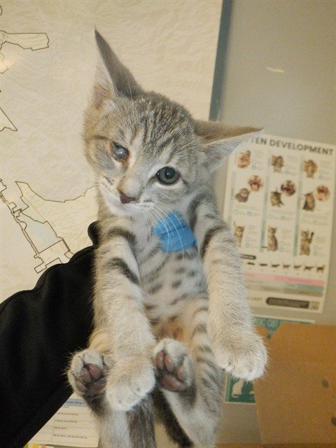 ZOE - Domestic Short Hair available for adoption