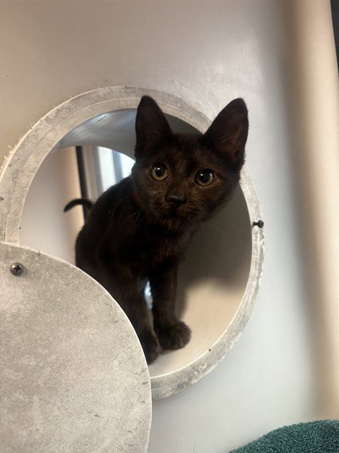 AZULA - Domestic Short Hair available for adoption