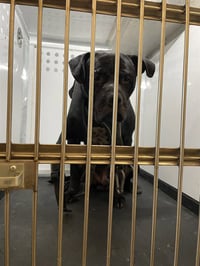 BRUTUS - Photo 1