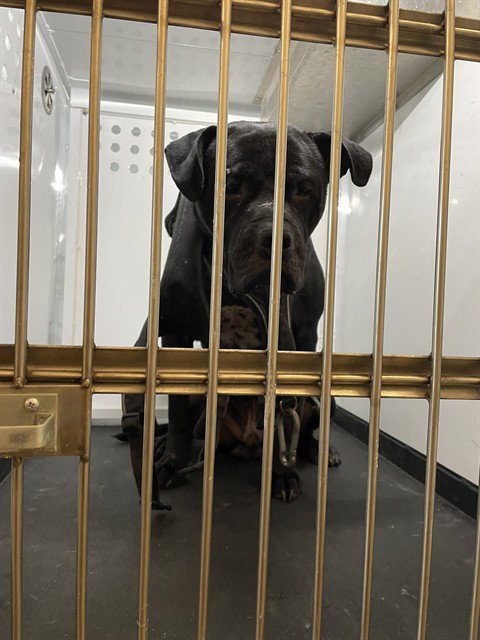 BRUTUS - Cane Corso Mastiff / Pit Bull Terrier available for adoption
