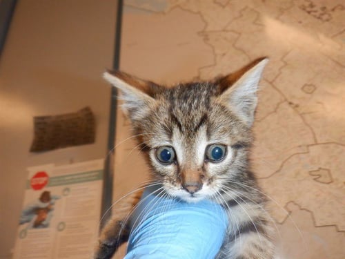 BOWSER - Domestic Short Hair available for adoption