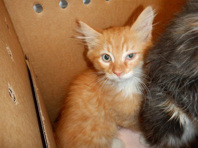 CREAMSICLE Image