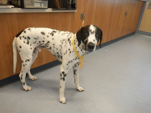 JUDD - Dalmatian available for adoption
