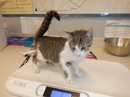 BULMA - Domestic Short Hair available for adoption