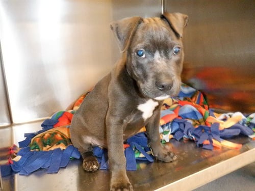 COAL - Pit Bull Terrier available for adoption