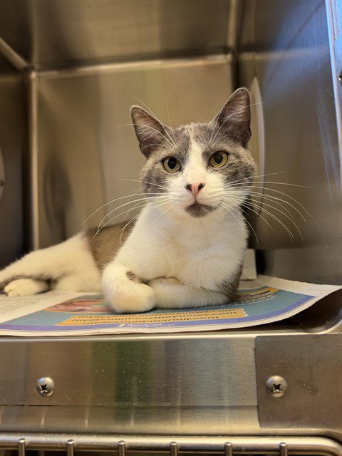 GARY *GARE BEAR* - Domestic Short Hair available for adoption