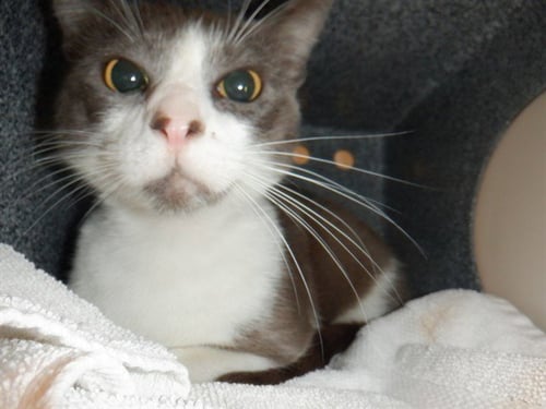GARY *GARE BEAR* - Domestic Short Hair available for adoption