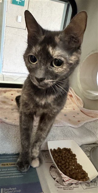 LINA - Domestic Medium Hair available for adoption