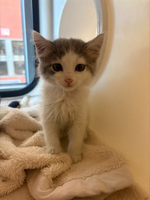 PINKY - Domestic Short Hair available for adoption
