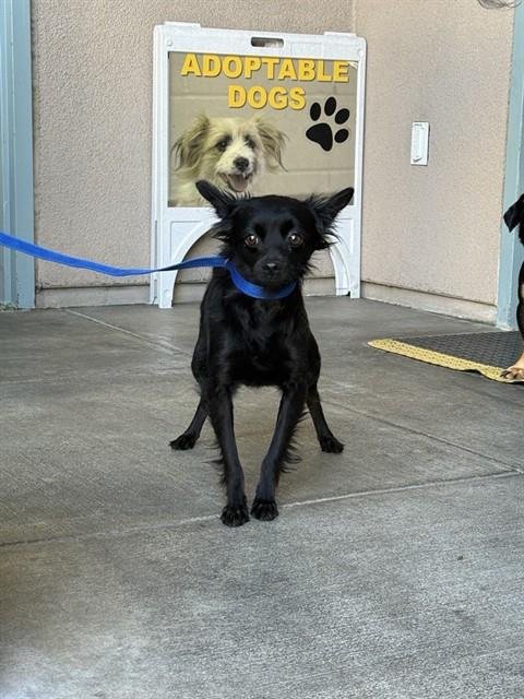 CHIA WHA WHA - Schipperke available for adoption