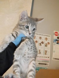 MIRA - Photo 1