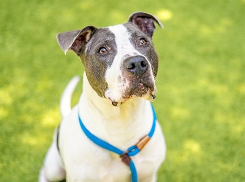 JUSTIN - Pit Bull Terrier available for adoption