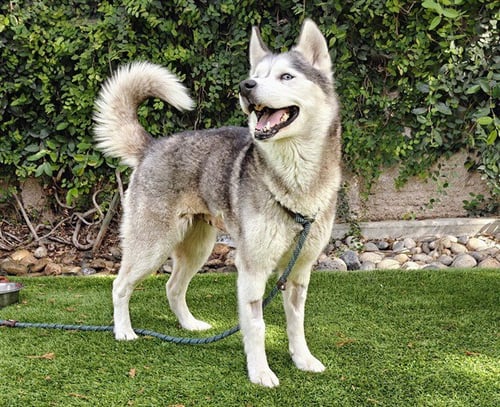 CALYPSO - Siberian Husky available for adoption