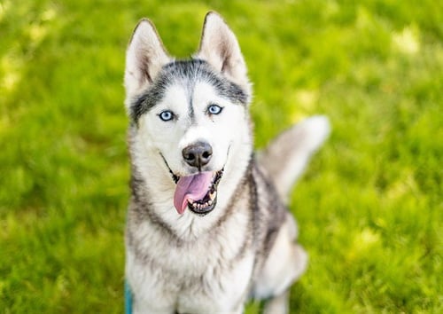 CALYPSO - Siberian Husky available for adoption