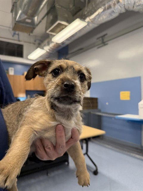 TETRIS - Cairn Terrier available for adoption