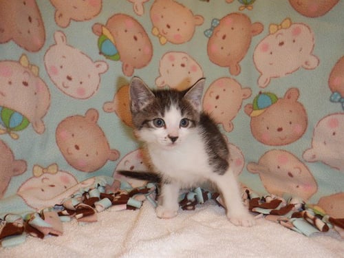 CHUNKS - Domestic Short Hair available for adoption