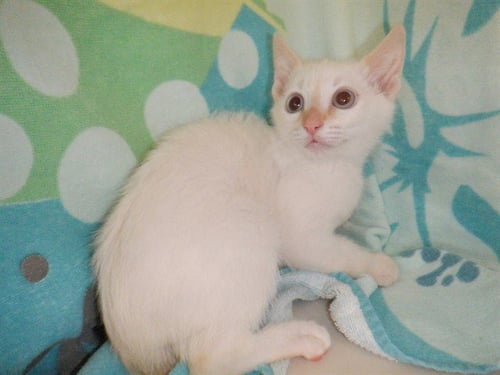 MARCUS - Domestic Short Hair available for adoption