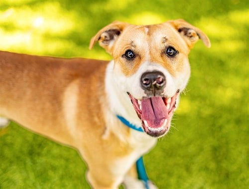 MACKLIN CELEBRINI - Pit Bull Terrier available for adoption