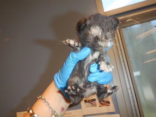 MINNIE - Domestic Short Hair available for adoption