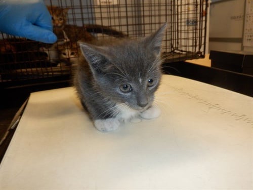 BALI - Domestic Short Hair available for adoption