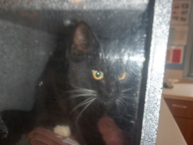 BEETLE - Domestic Short Hair available for adoption