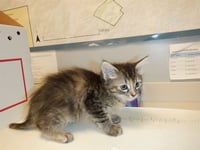 PIPPA - Photo 1