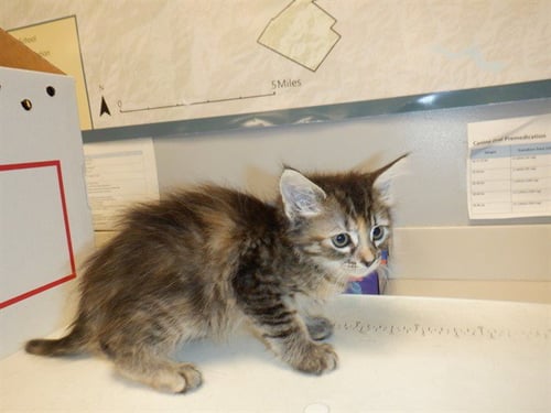 PIPPA - Domestic Medium Hair available for adoption
