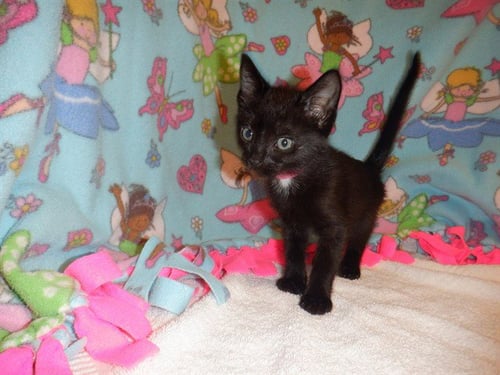 CASHEW - Domestic Short Hair available for adoption