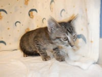BERT - Photo 1