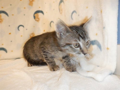 BERT - Domestic Short Hair available for adoption