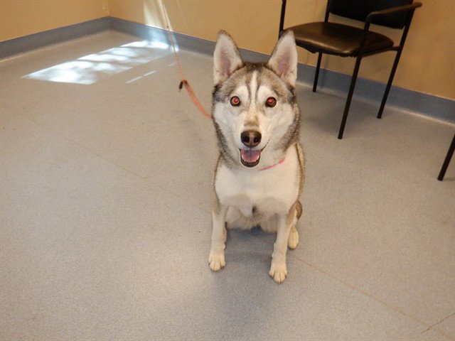 PEARL Image
