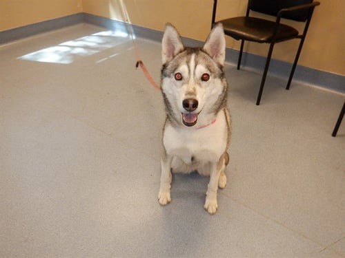 PEARL - Husky available for adoption