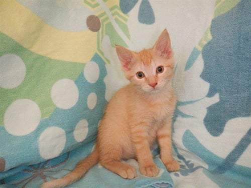 RANDY - Domestic Short Hair available for adoption