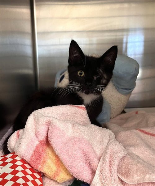 BLACKBERRY - Domestic Short Hair available for adoption