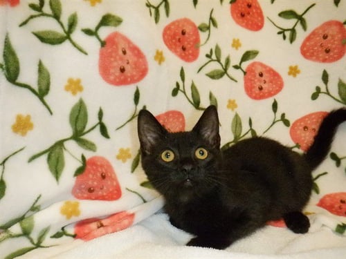 BLACKBERRY - Domestic Short Hair available for adoption