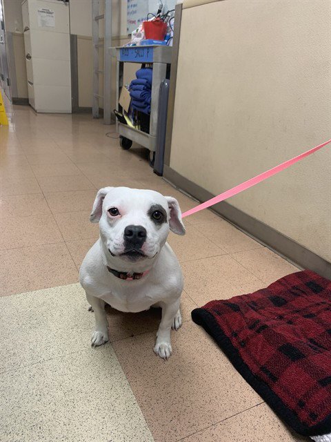 SHEBA - Pit Bull Terrier available for adoption