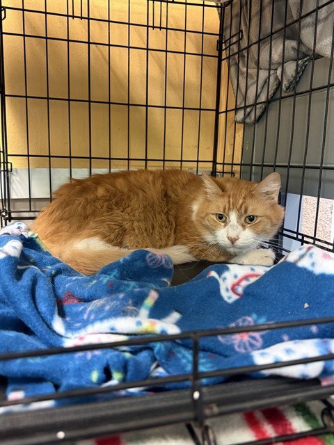 TOMMY - Domestic Medium Hair available for adoption