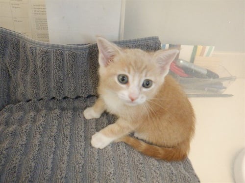 A1409582 - Domestic Short Hair available for adoption