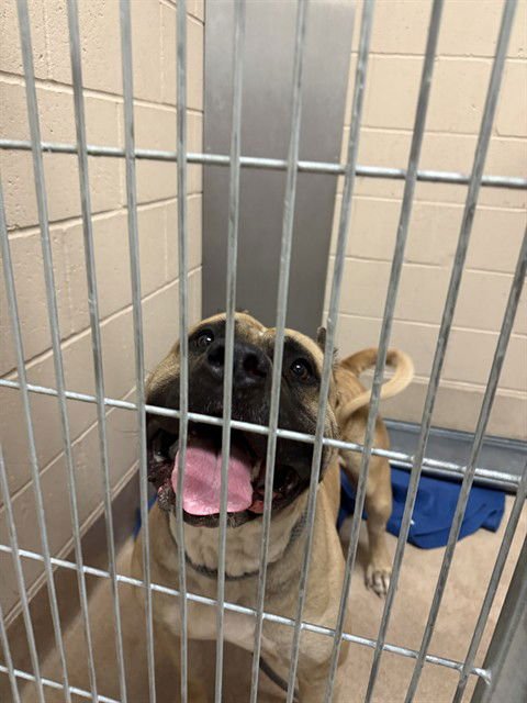 CYPHER - Staffordshire Bull Terrier available for adoption